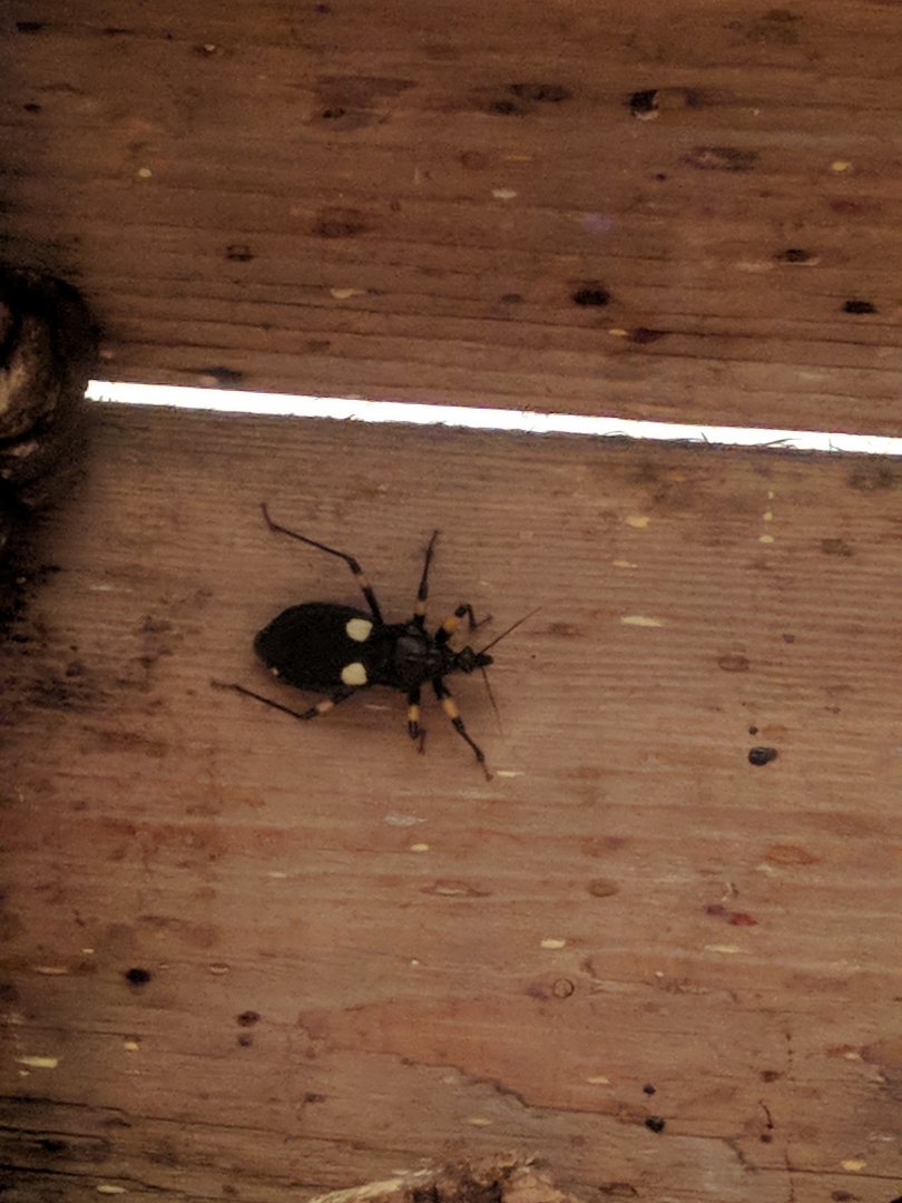 Assasin Bug Zoo Praha 2018