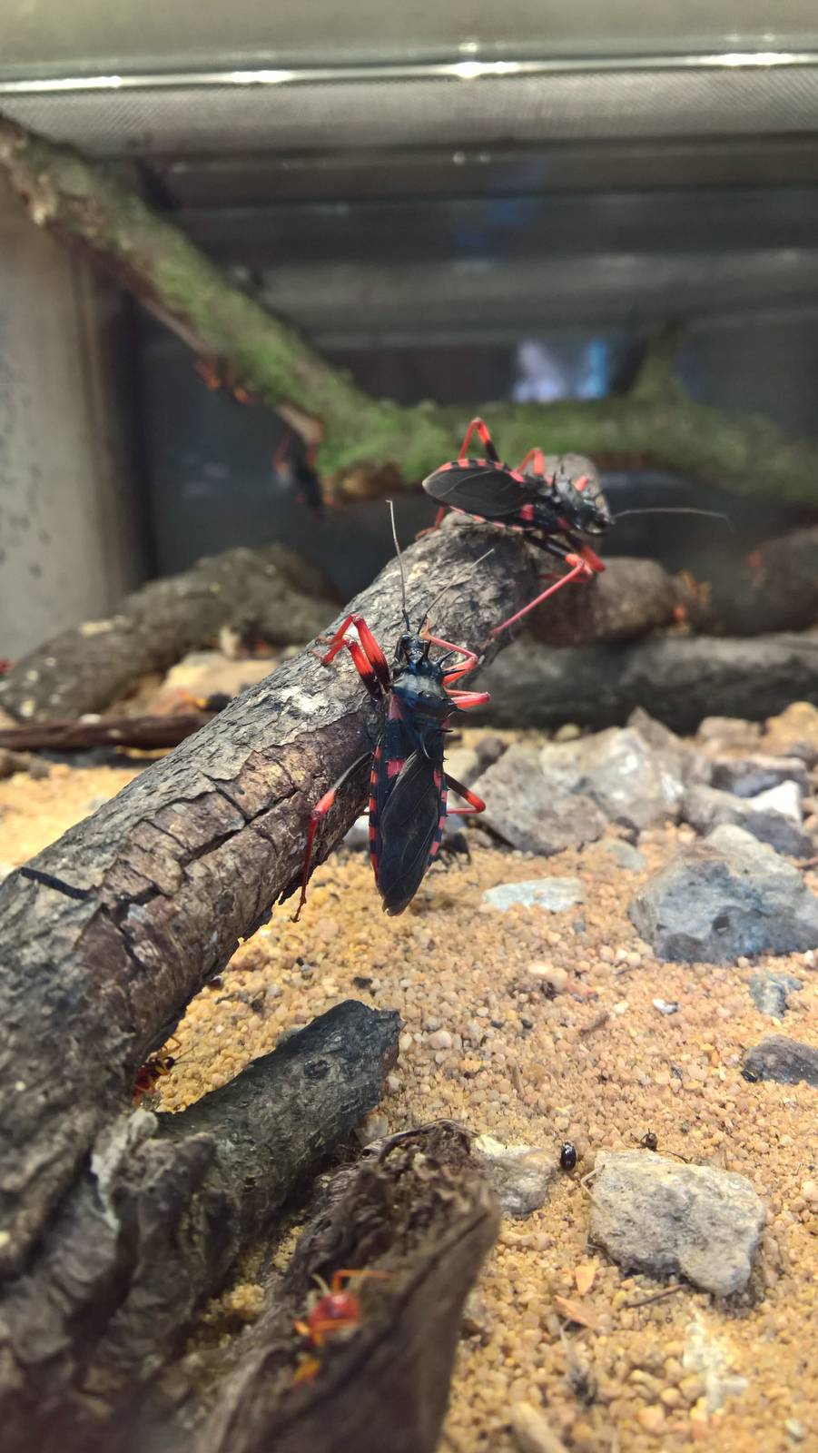 Assasin Bug