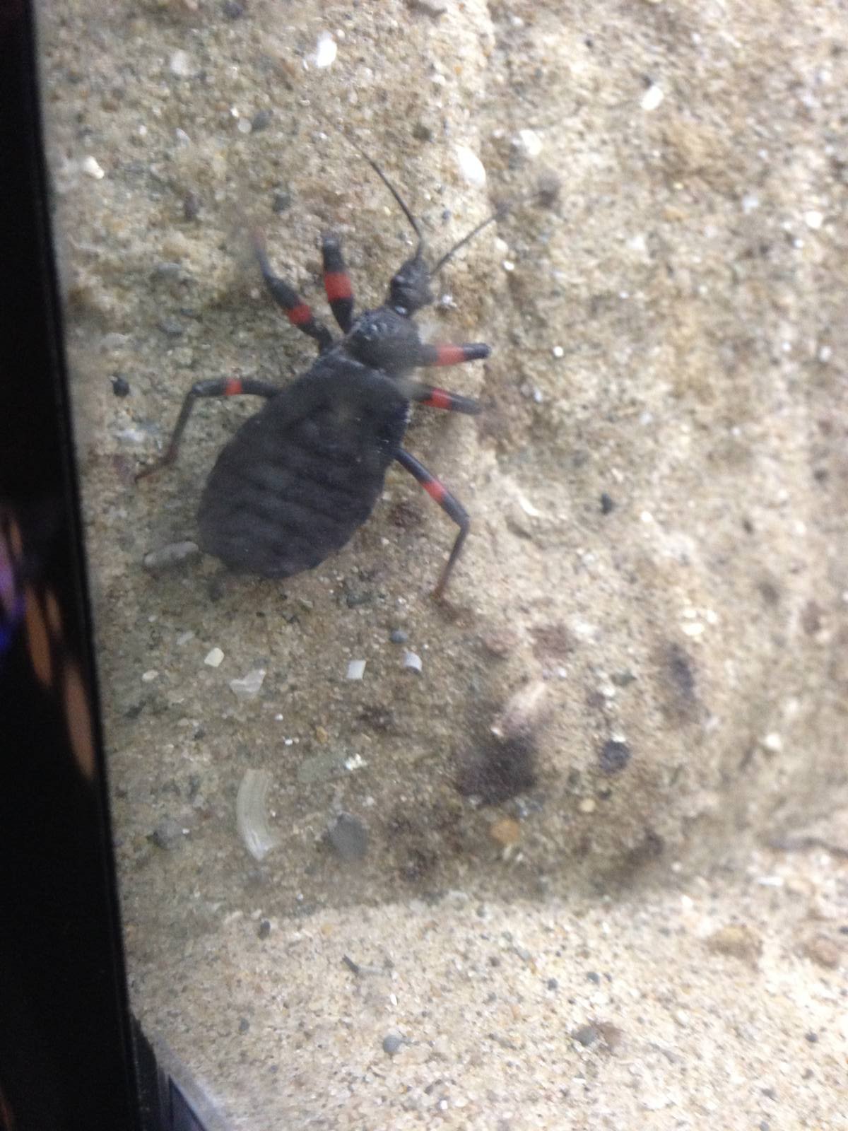 Assassin Bug at Blue Planet Aquarium - 05/10/2013