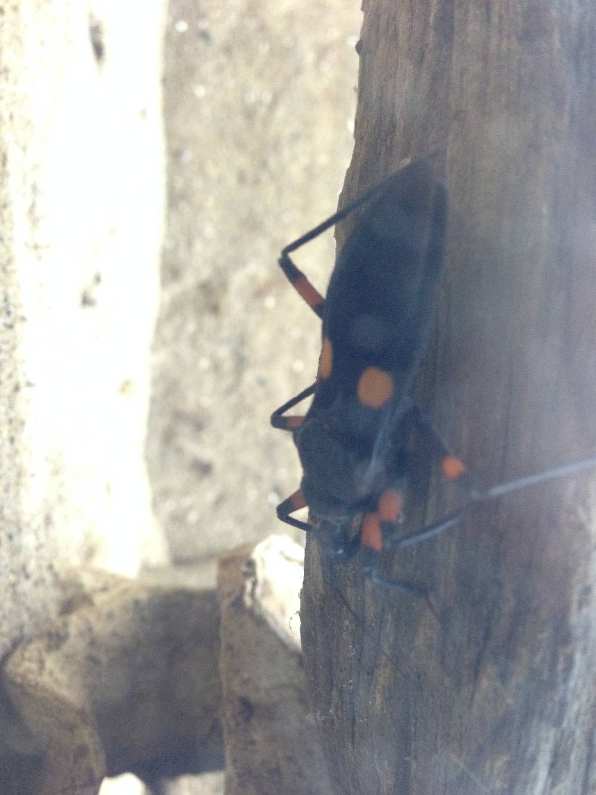 Assassin Bug at Blue Planet Aquarium - 05/10/2013