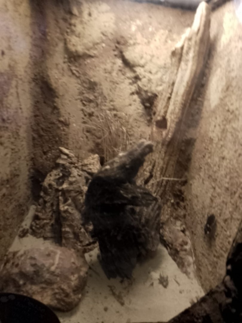 Assassin Bug Exhibit