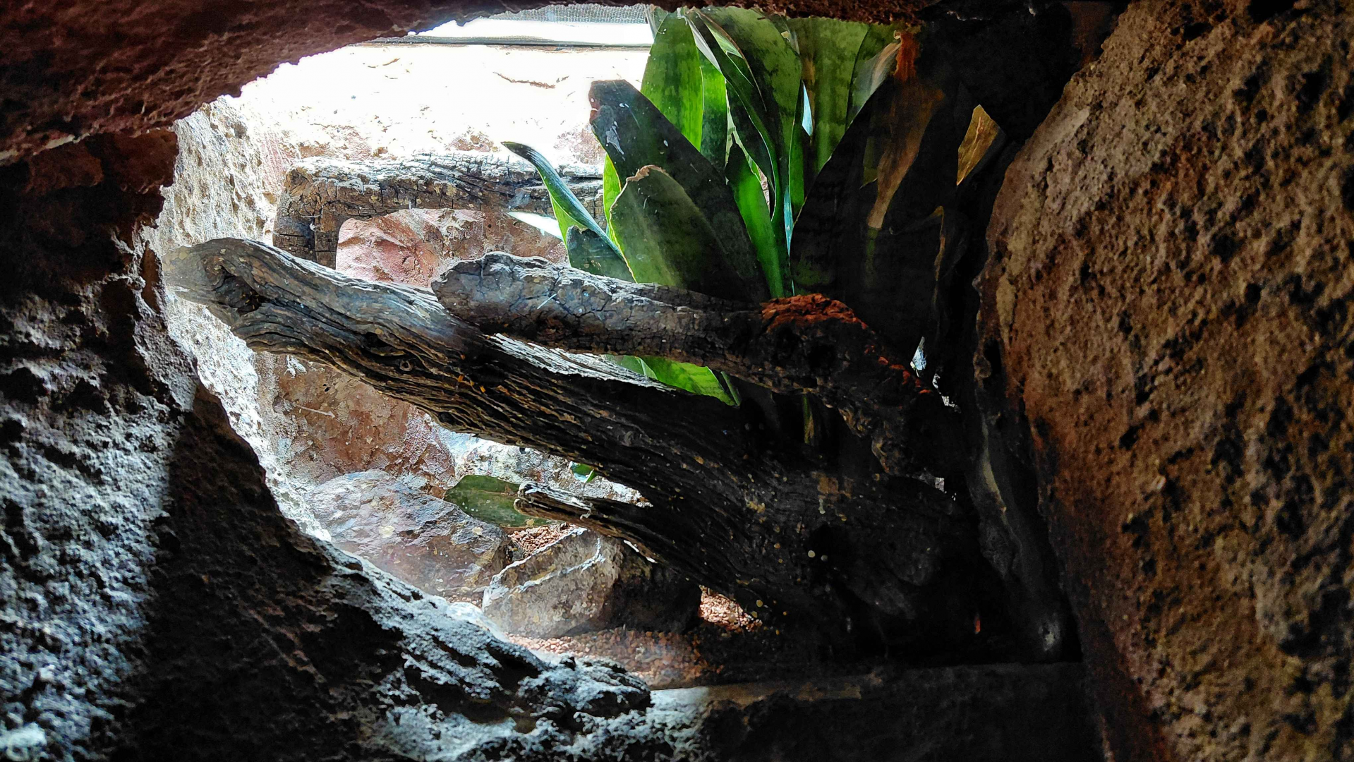 Assassin bug exhibit