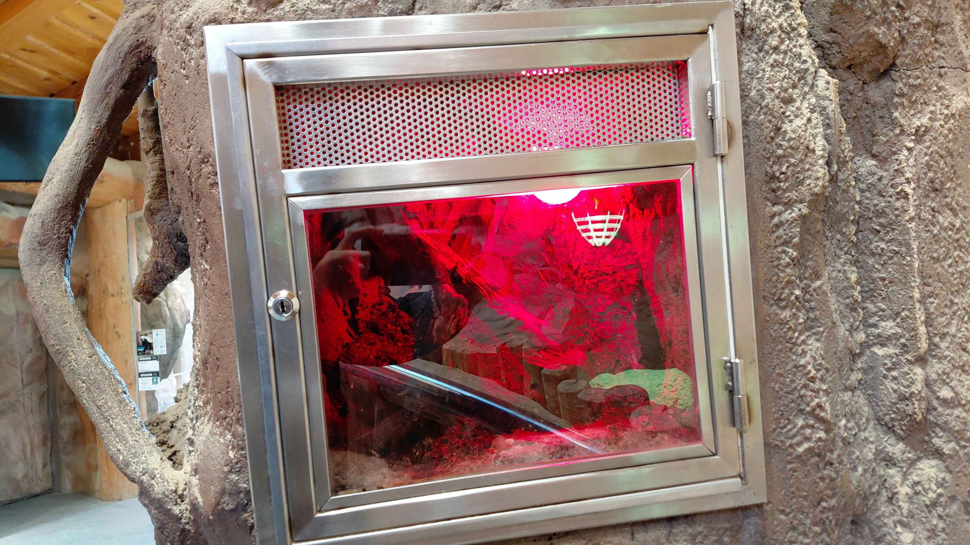 Assassin bug exhibit