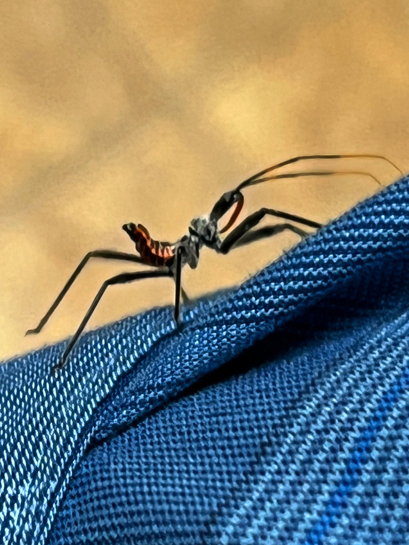 Assassin Bug Nymph On My Arm