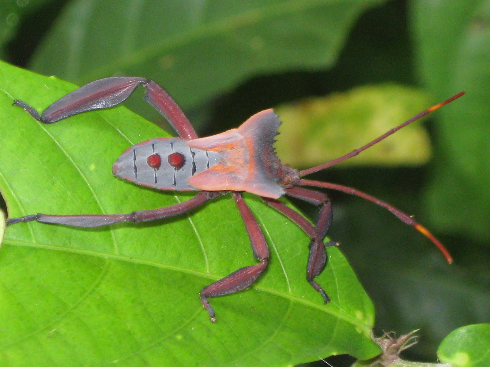 assassin bug