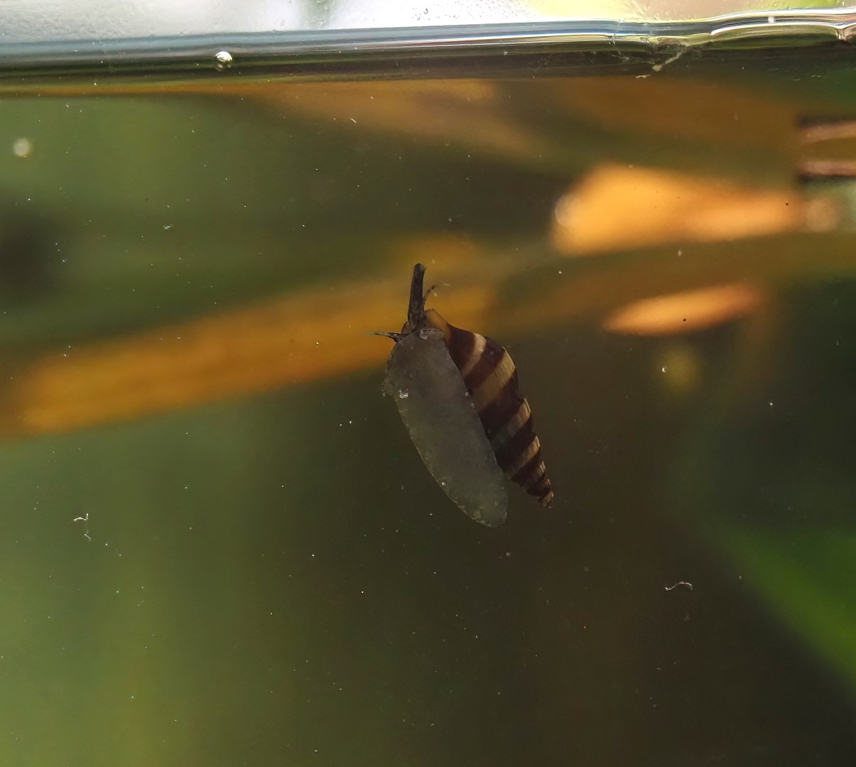 Assassin snail (Anentome helena), 2025-05-22