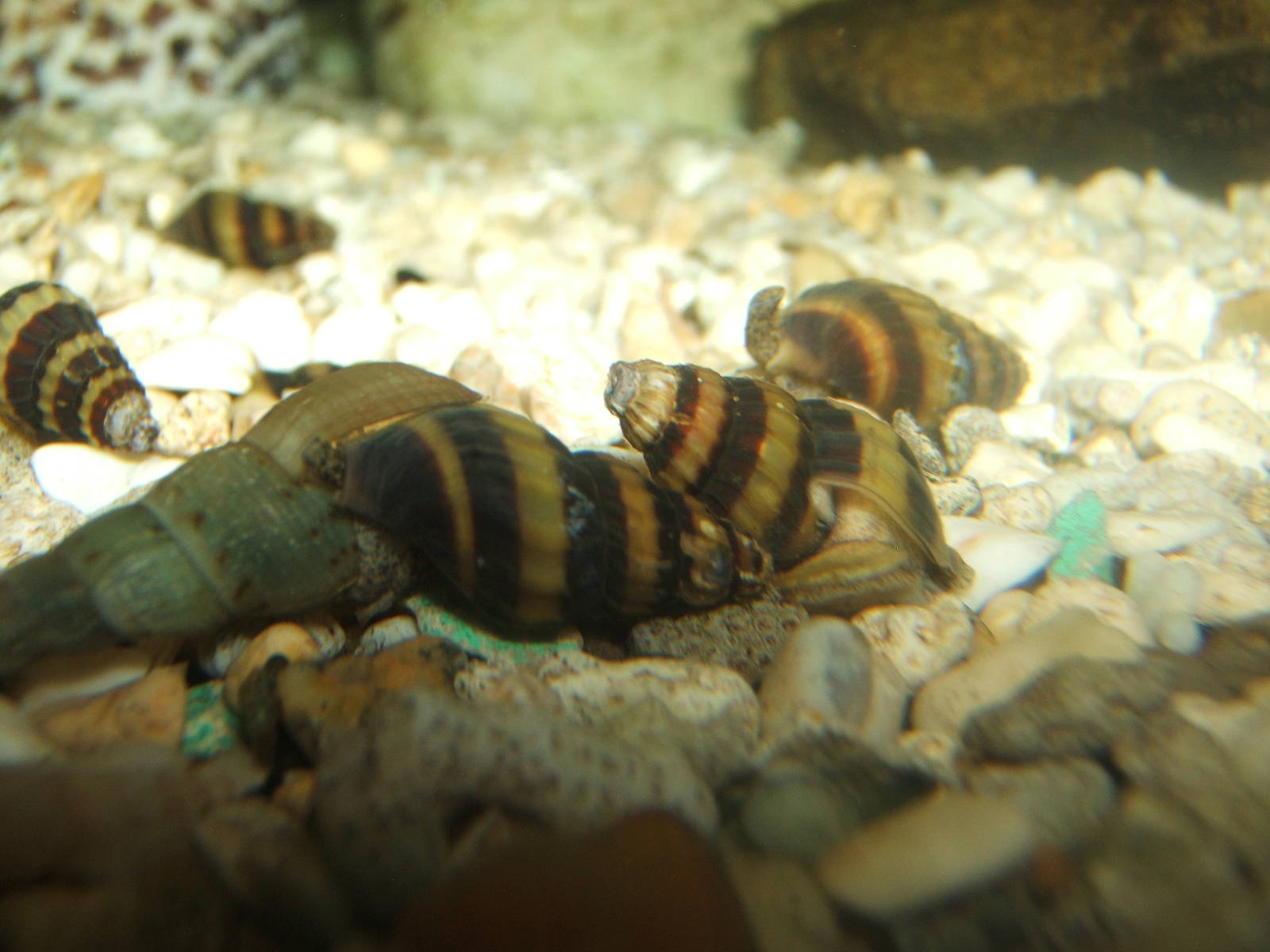 Assassin snails (Clea helena)