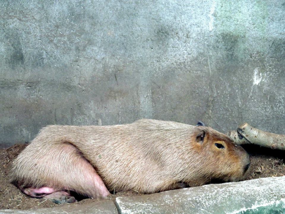 Assiniboine Park Zoo 05.2013