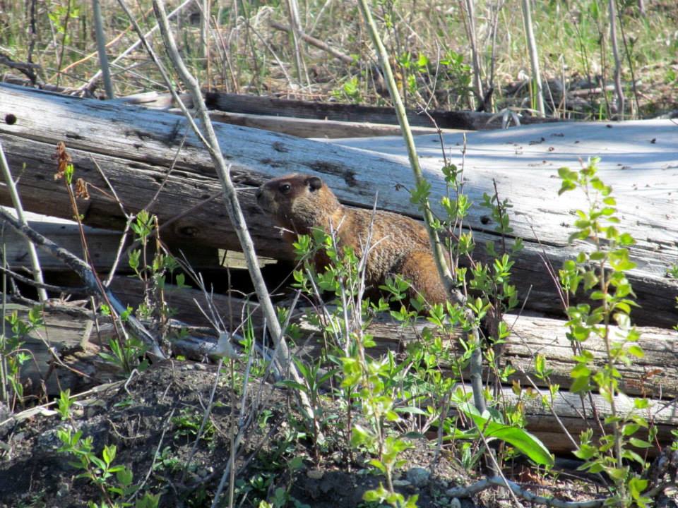 Assiniboine Park Zoo 05.2013