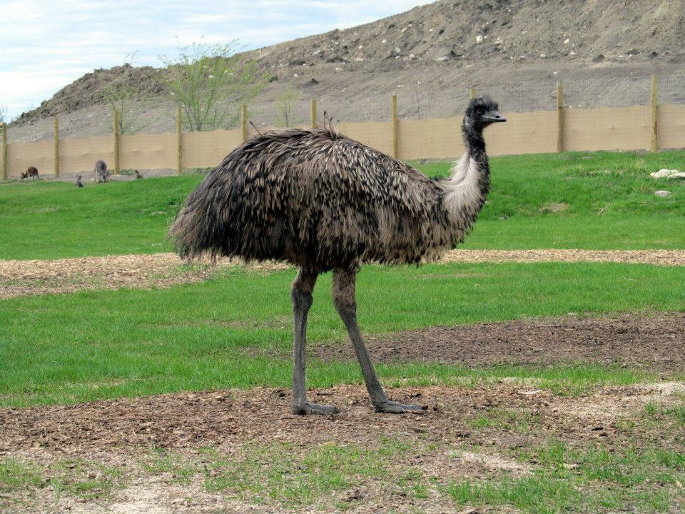 Assiniboine Park Zoo 05.2013