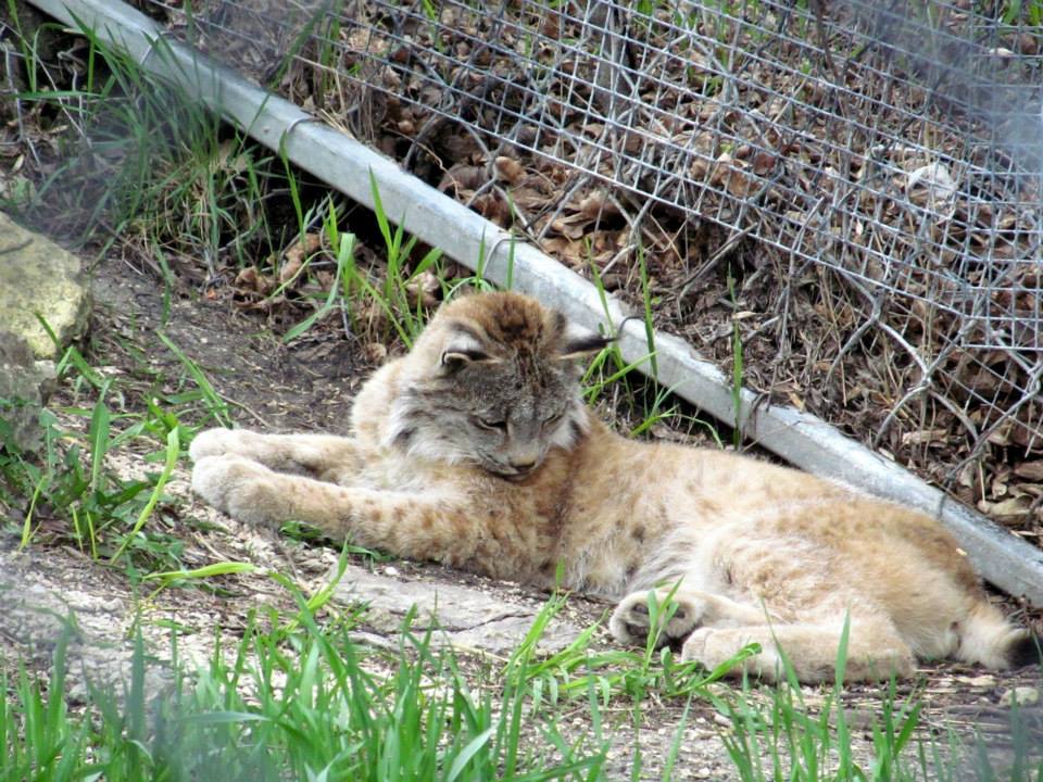Assiniboine Park Zoo 05.2013
