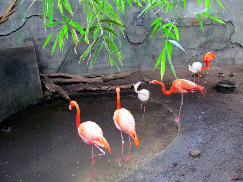 Assiniboine Park Zoo 05.2013
