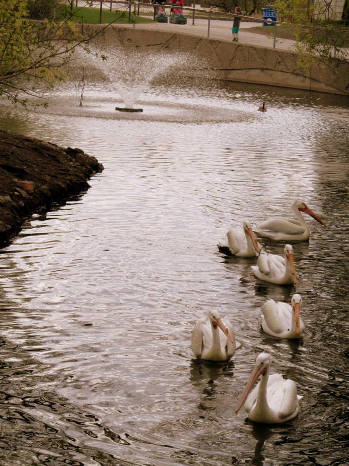 Assiniboine Park Zoo 05.2013