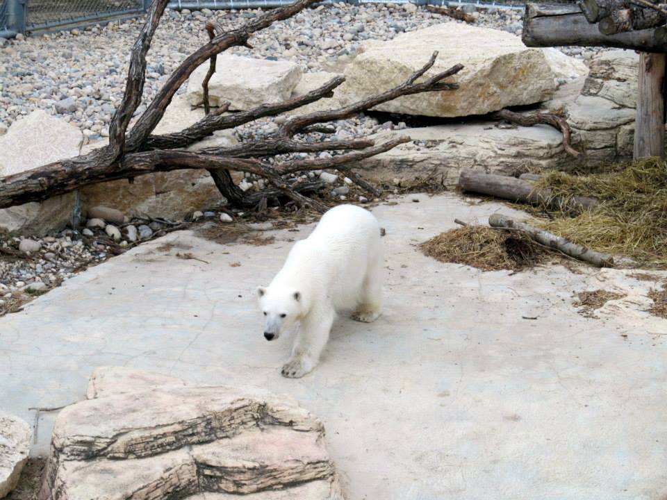 Assiniboine Park Zoo 05.2013