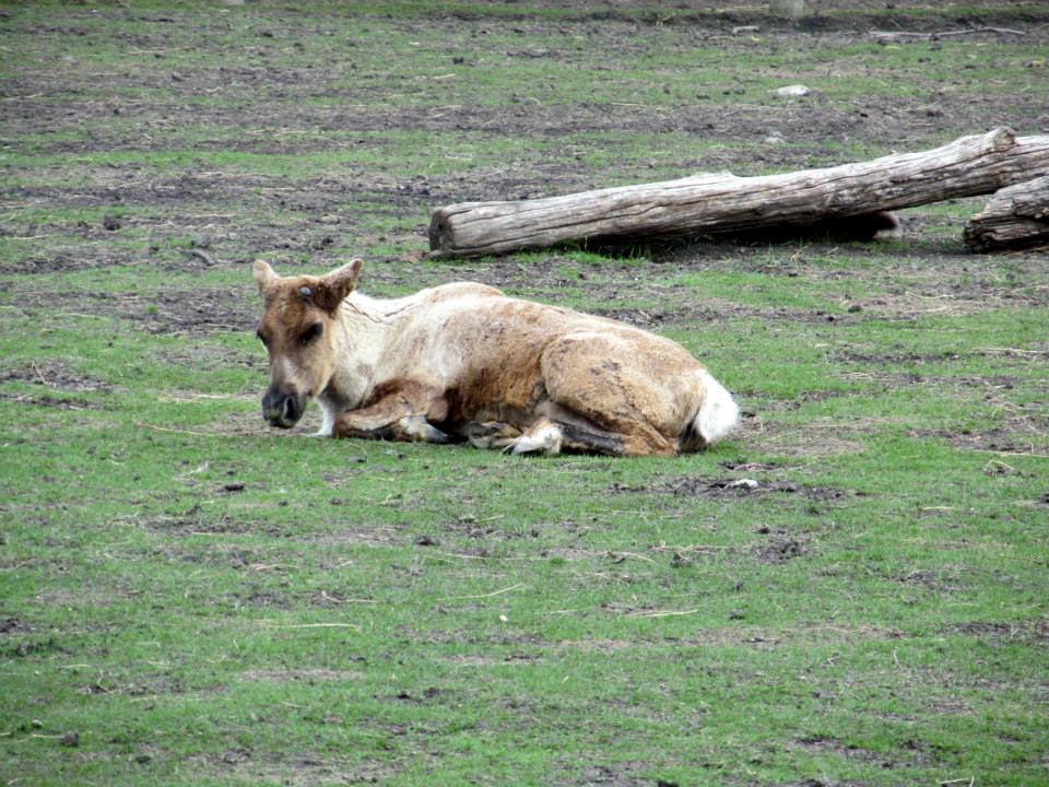 Assiniboine Park Zoo 05.2013