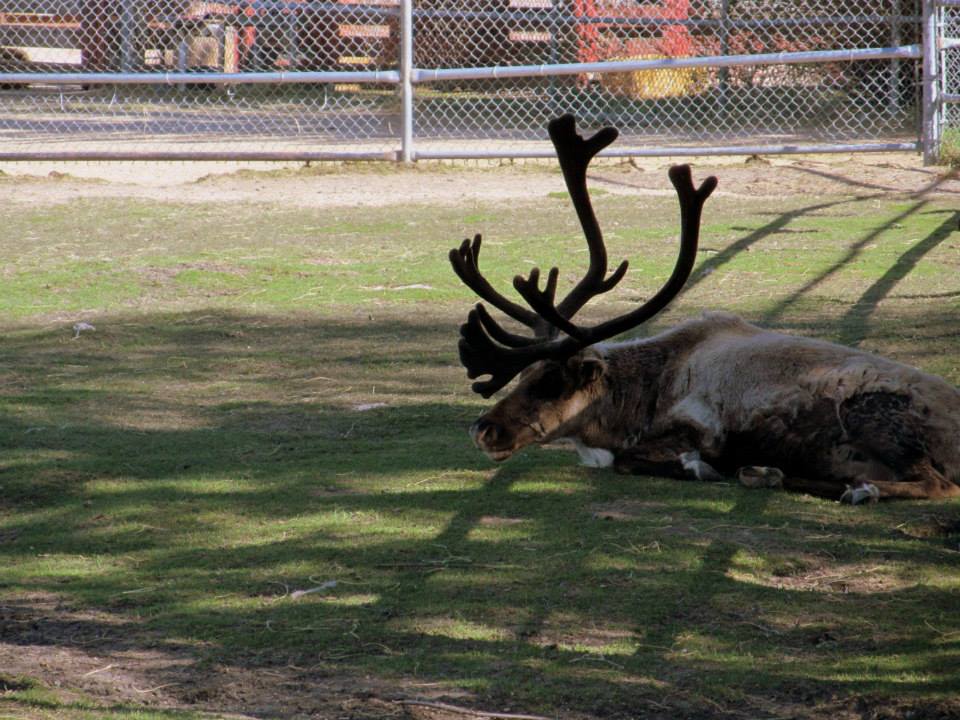 Assiniboine Park Zoo 05.2013