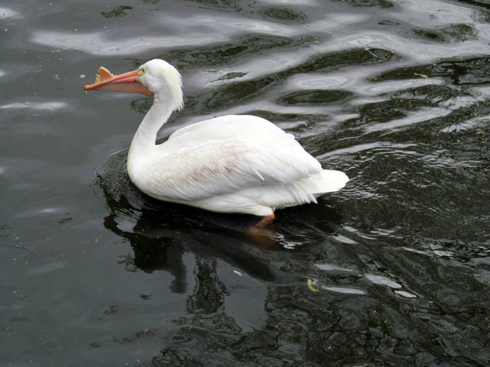 Assiniboine Park Zoo 05.2013
