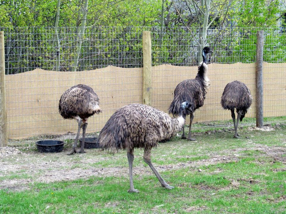 Assiniboine Park Zoo 05.2013