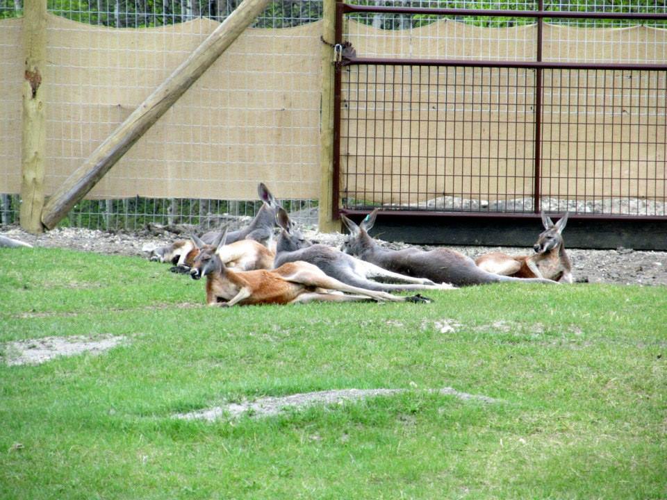 Assiniboine Park Zoo 05.2013
