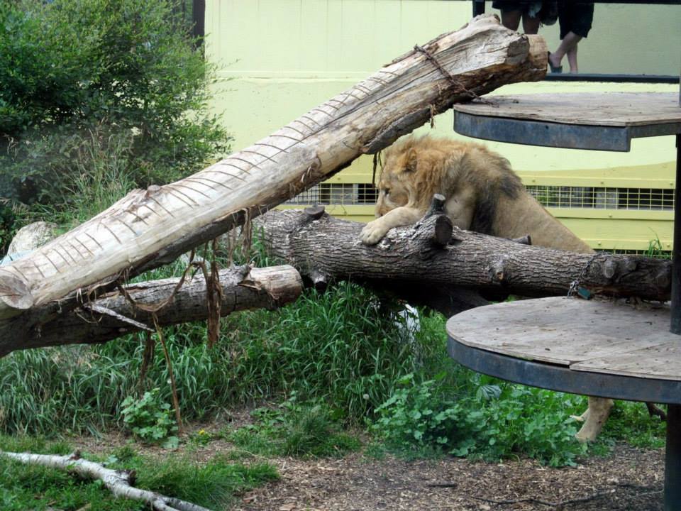 Assiniboine Park Zoo - july 2013