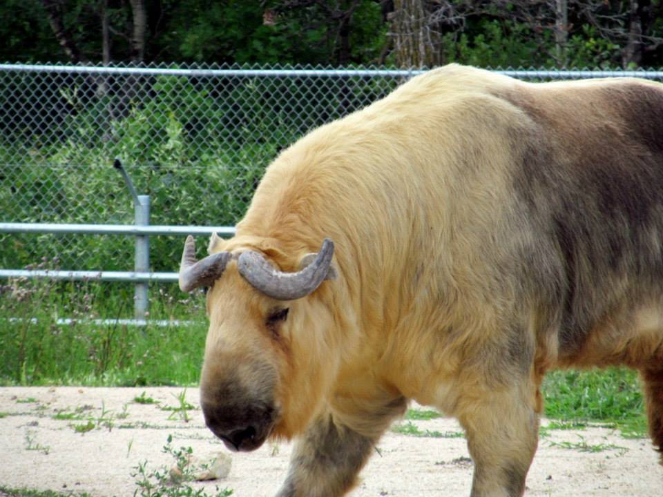 Assiniboine Park Zoo - july 2013