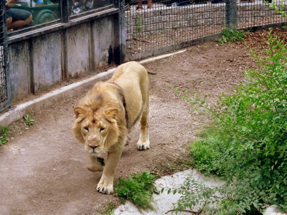Assiniboine Park Zoo - july 2013