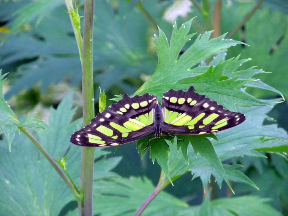 Assiniboine Park Zoo - july 2013