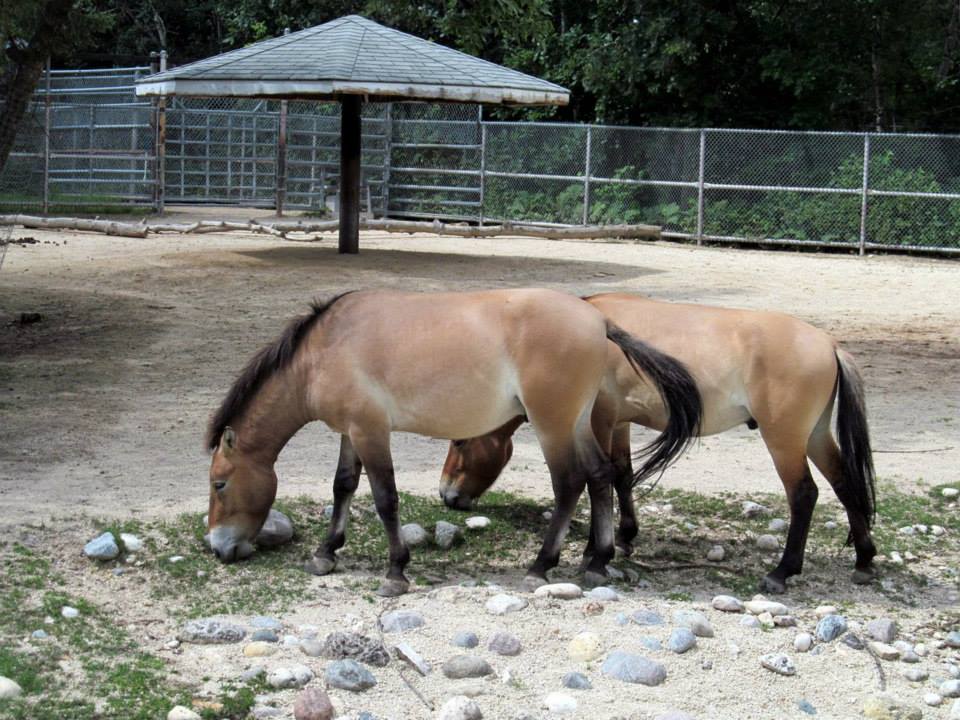Assiniboine Park Zoo - july 2013