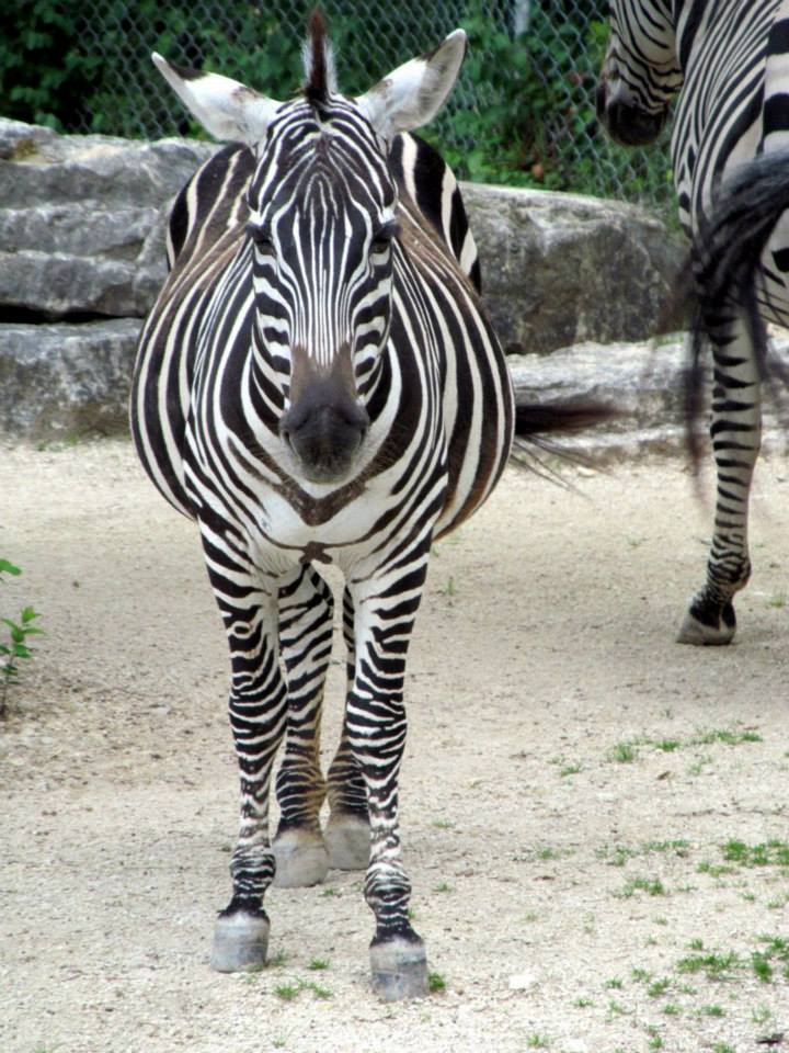 Assiniboine Park Zoo - july 2013