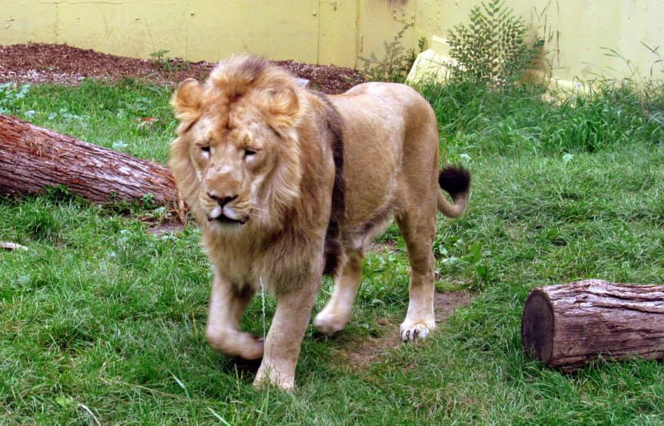 Assiniboine Park Zoo - july 2013