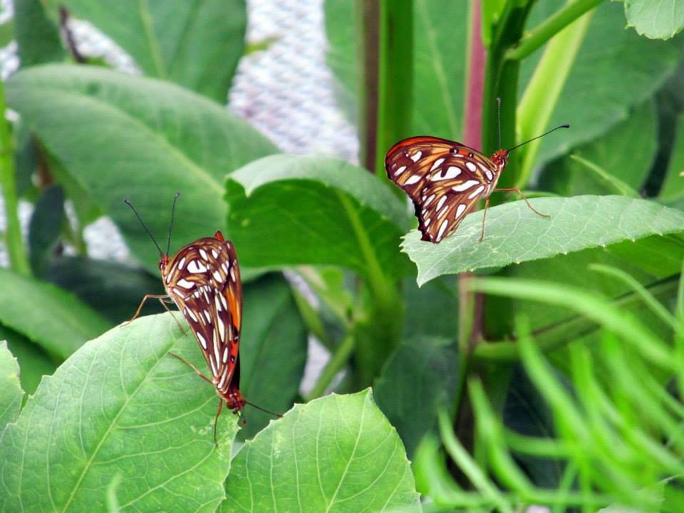 Assiniboine Park Zoo - july 2013