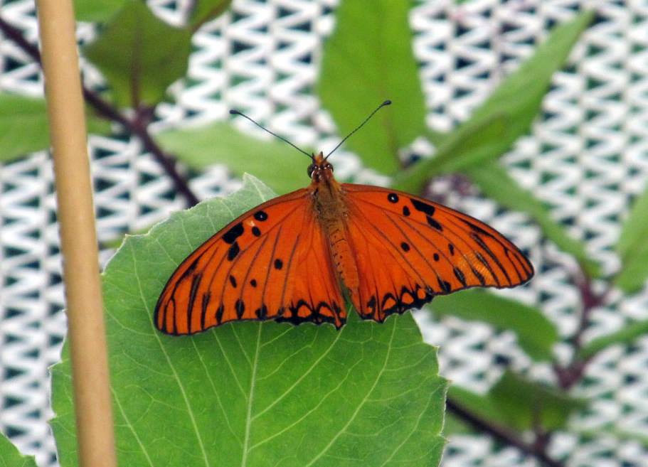 Assiniboine Park Zoo - july 2013