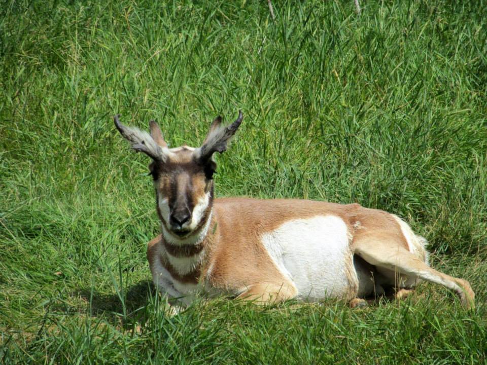 Assiniboine Park Zoo - july 2013