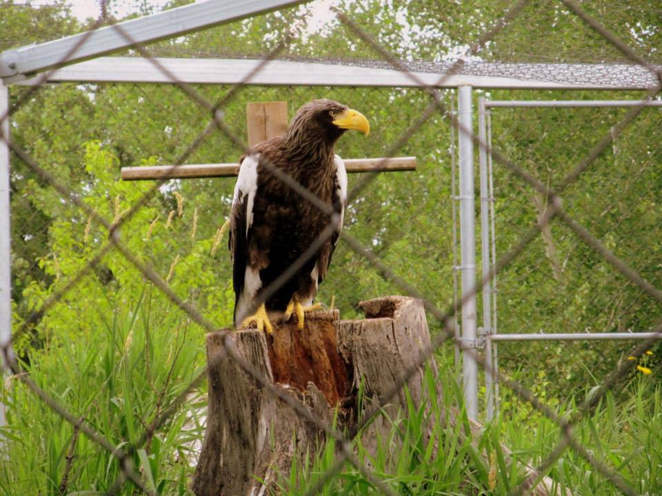 Assiniboine Park Zoo - july 2013