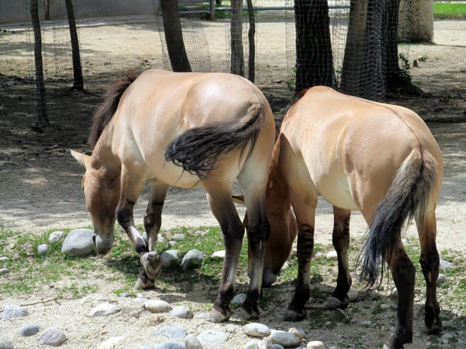 Assiniboine Park Zoo - july 2013