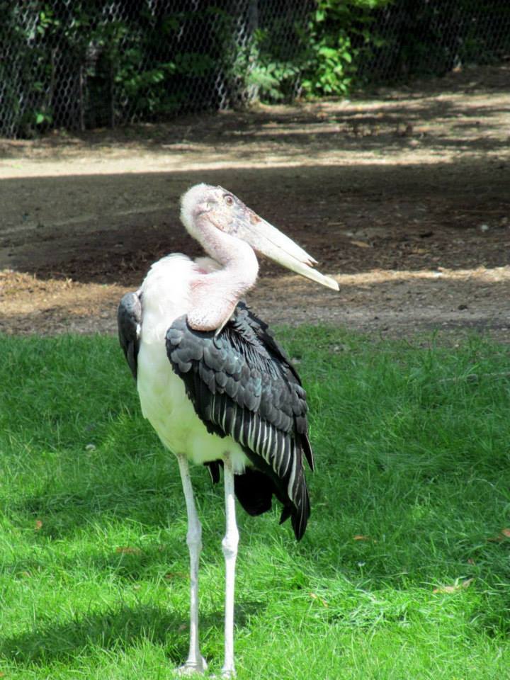 Assiniboine Park Zoo - july 2013