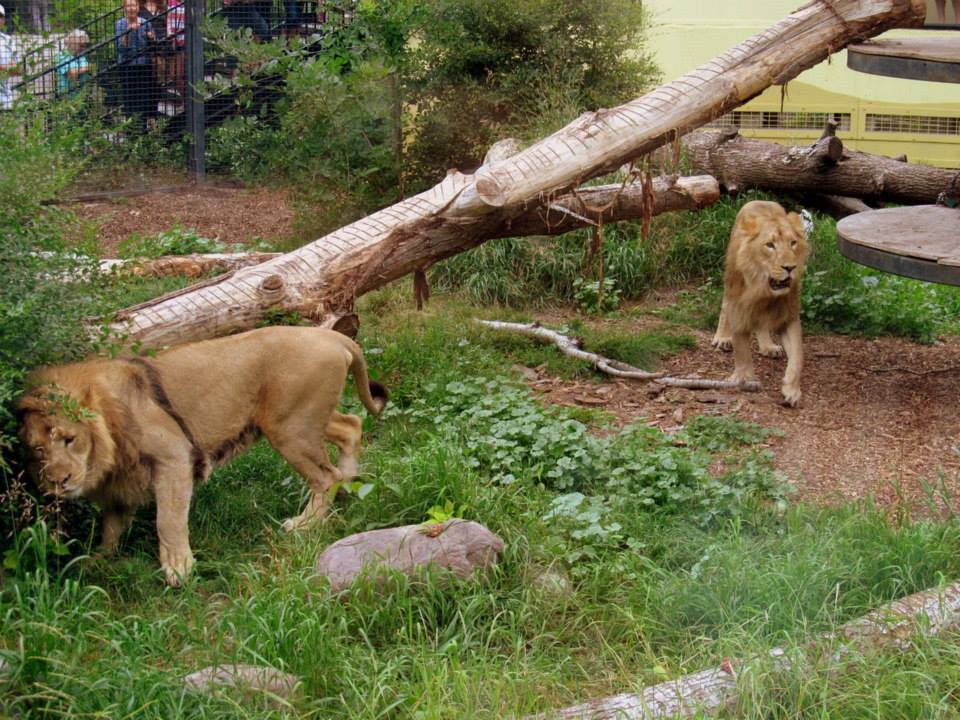 Assiniboine Park Zoo - july 2013