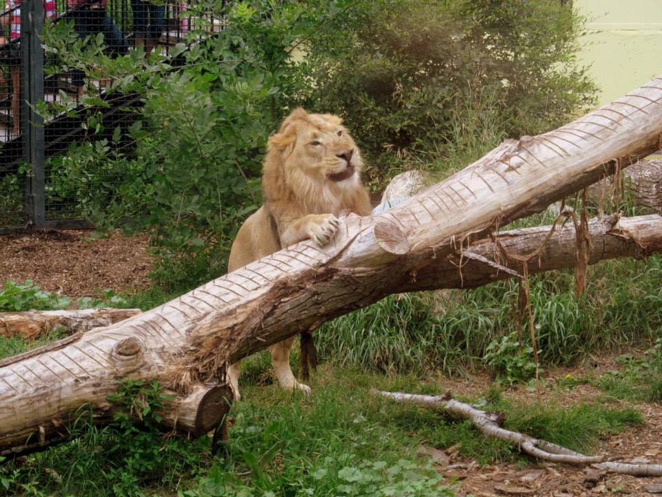 Assiniboine Park Zoo - july 2013