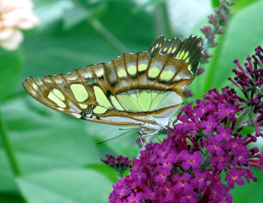 Assiniboine Park Zoo - july 2013
