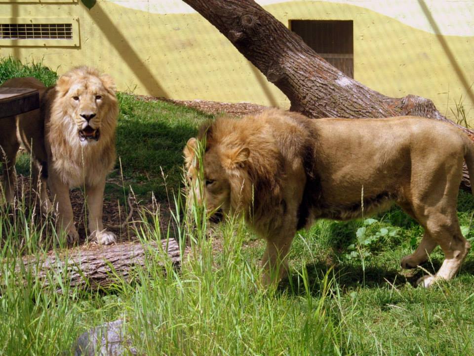 Assiniboine Park Zoo - july 2013