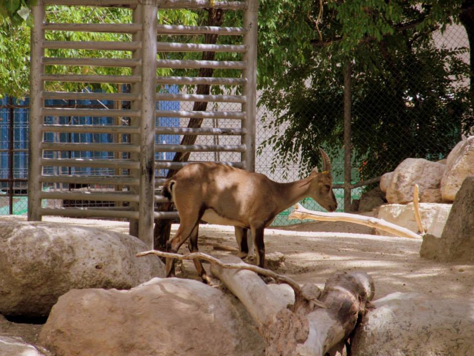 Assiniboine Park Zoo - july 2013