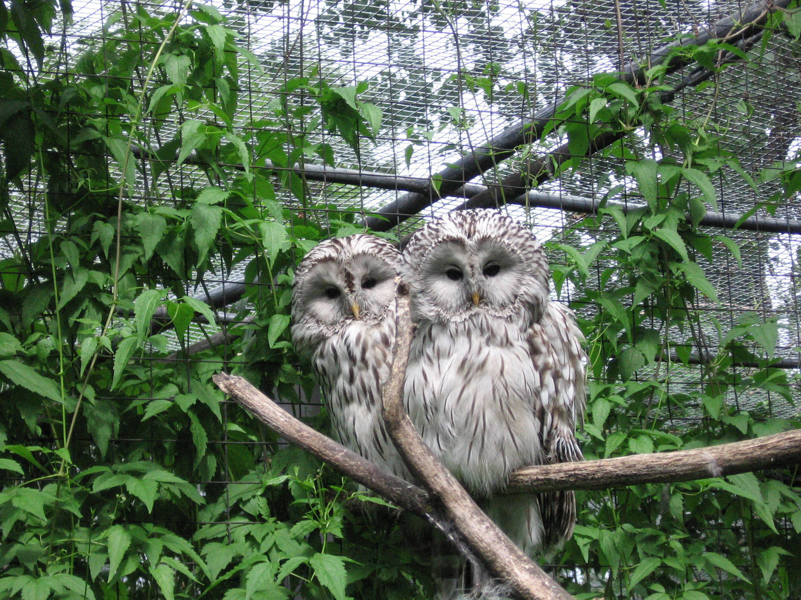 Assiniboine Park Zoo