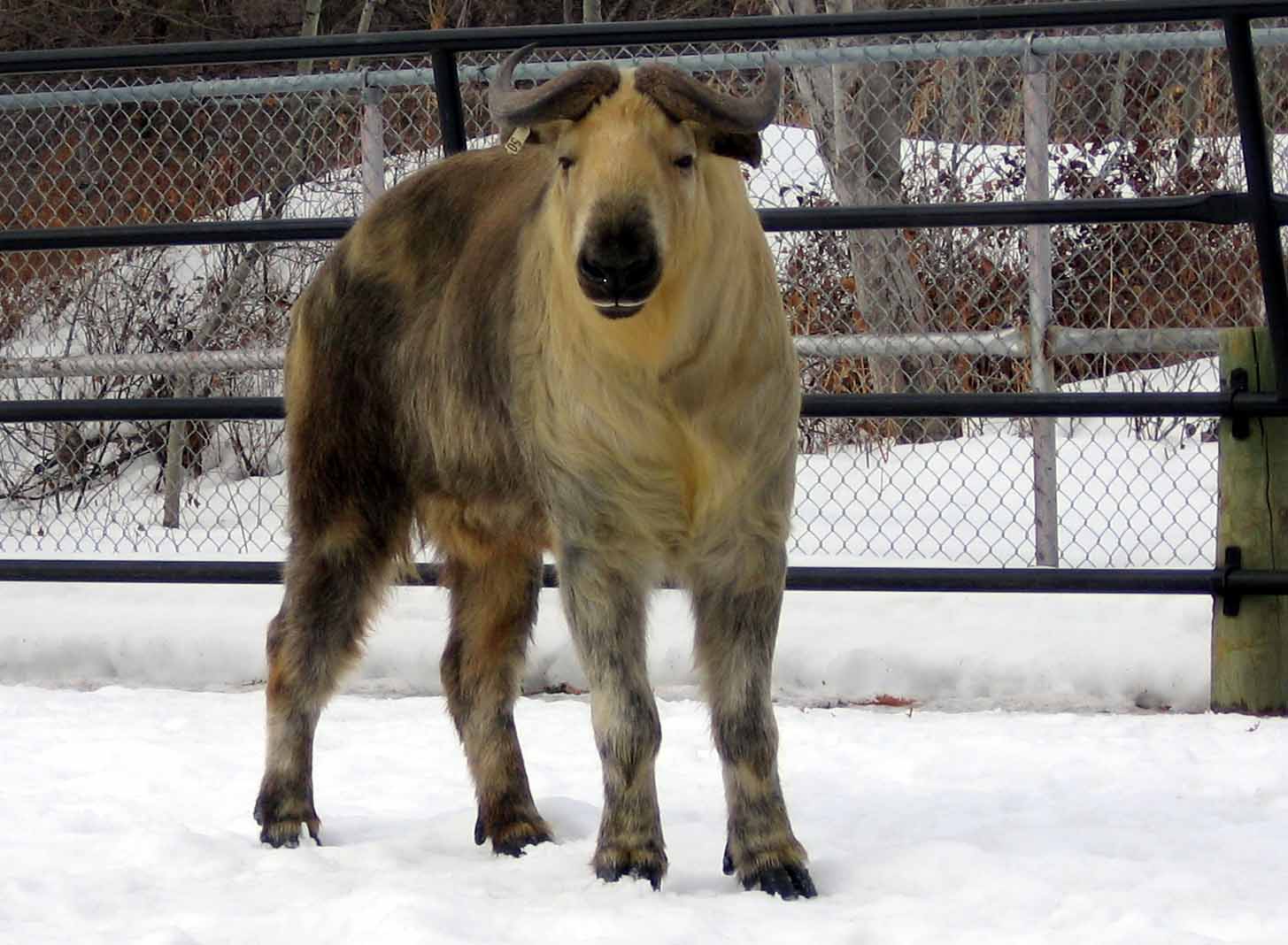Assiniboine Park Zoo