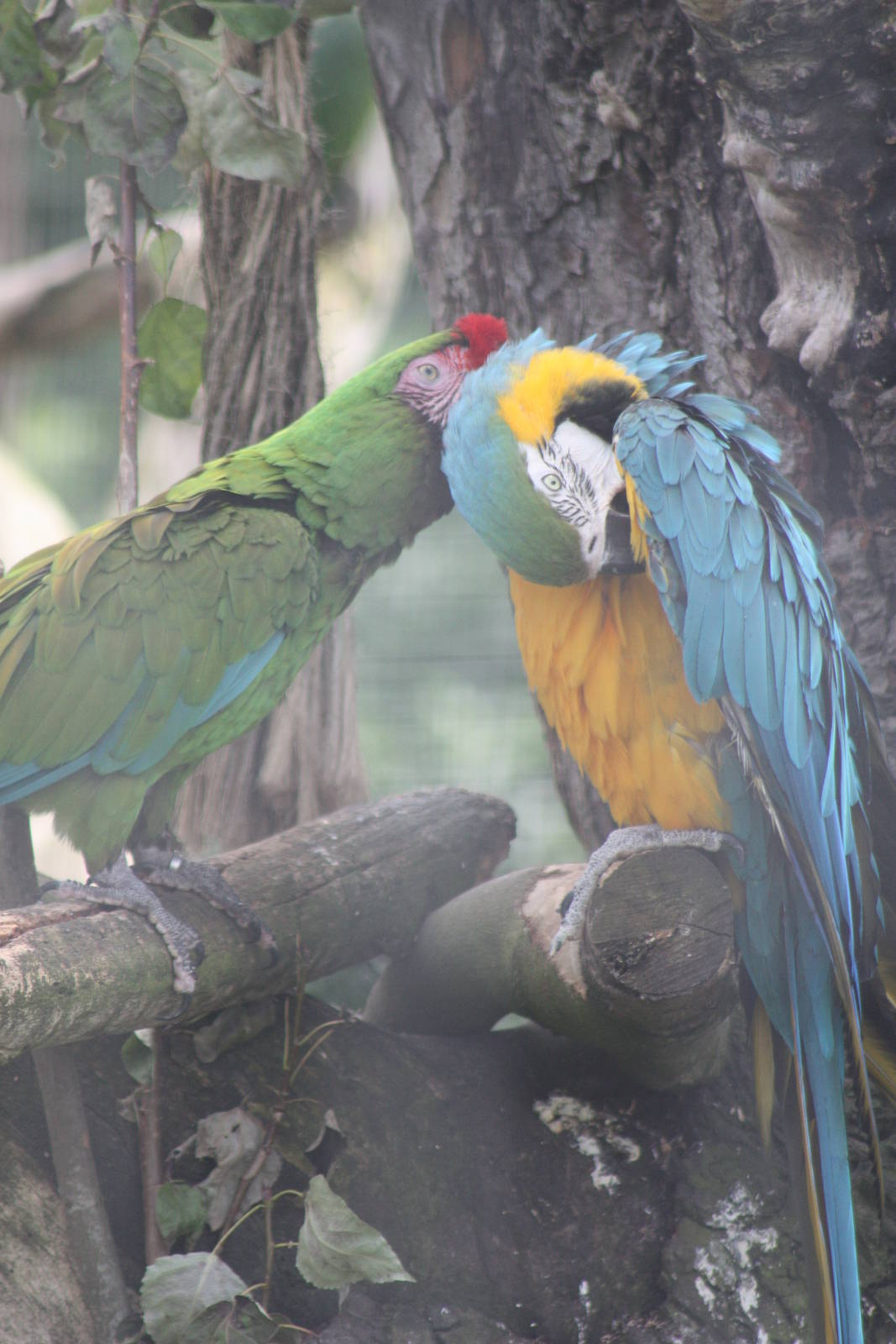 Assisted preening, 7th July 2014