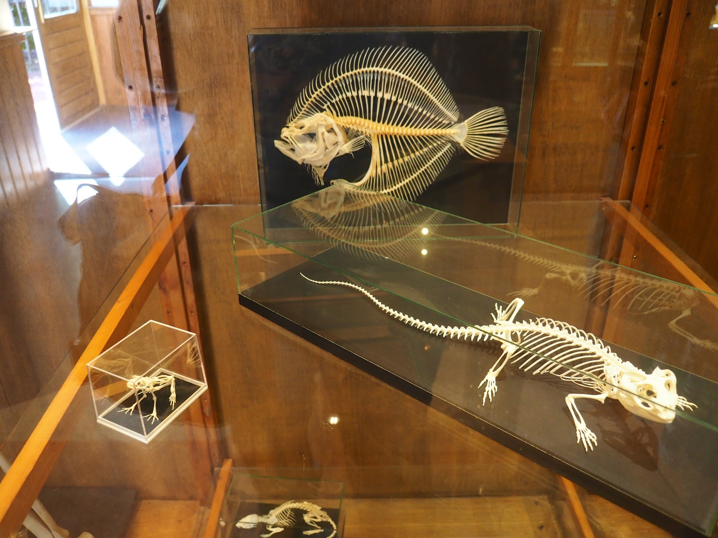 Assorted animal skeletons display