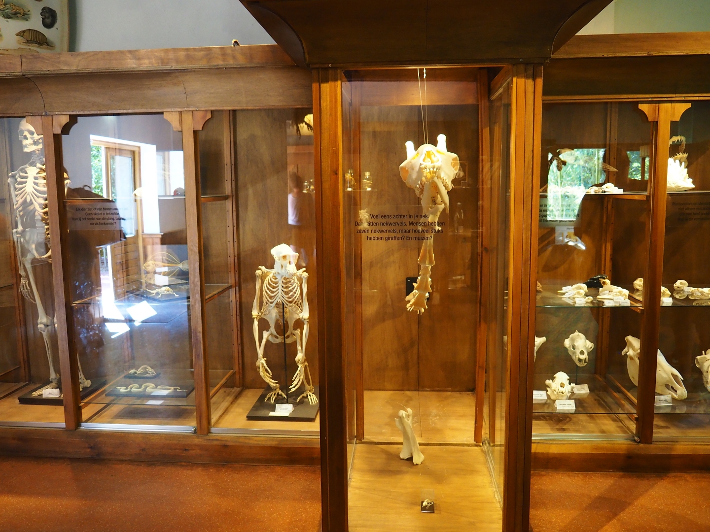 Assorted animal skeletons display