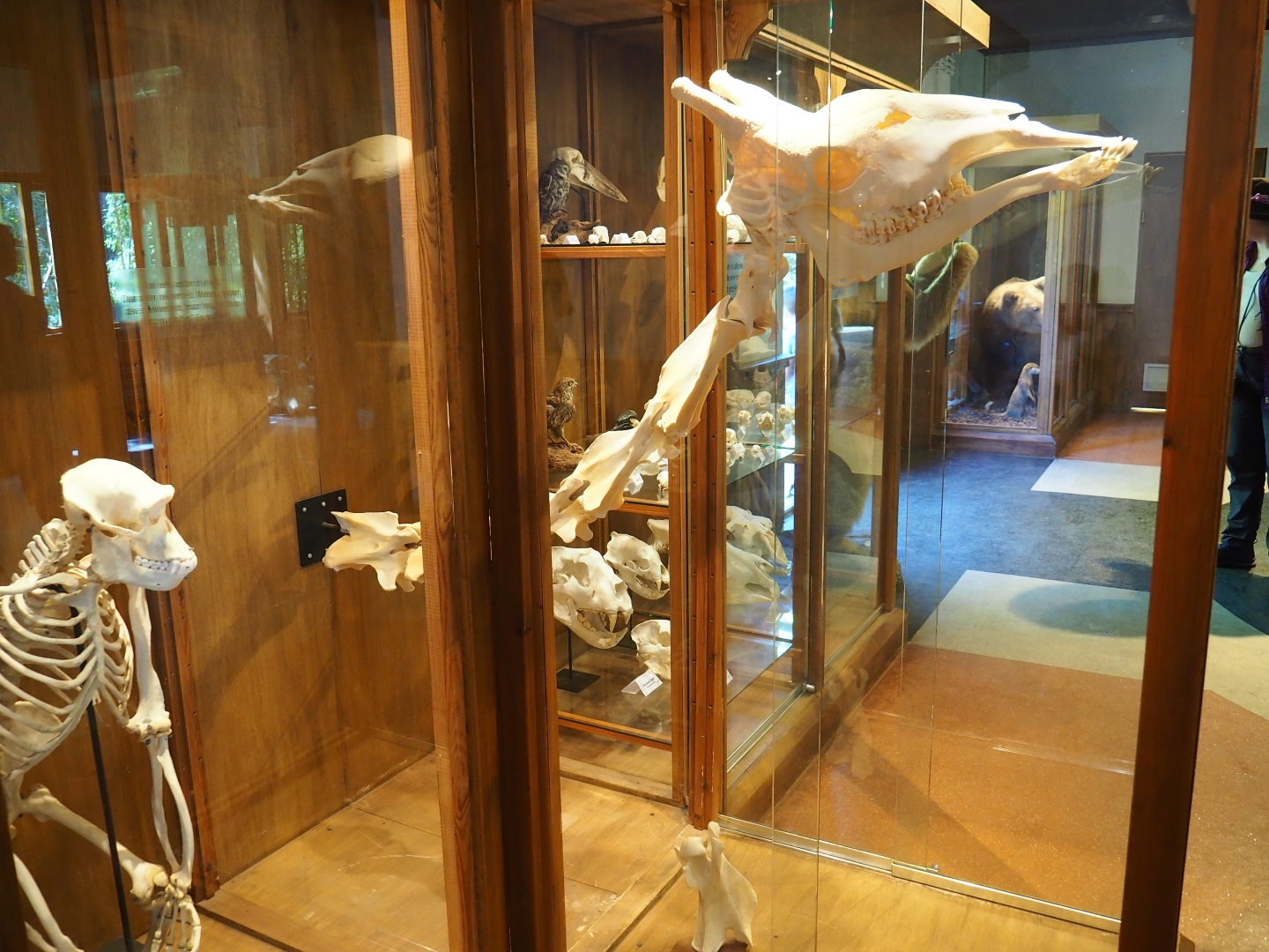 Assorted animal skeletons display