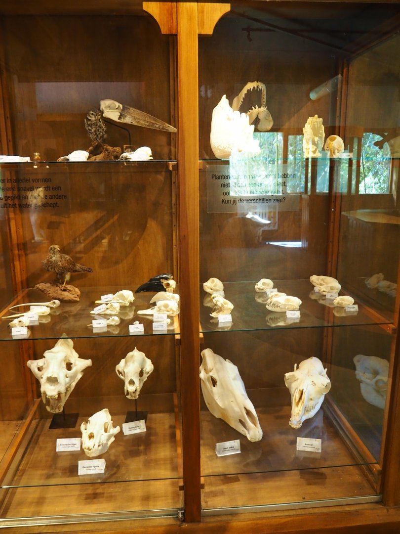 Assorted animal skeletons display
