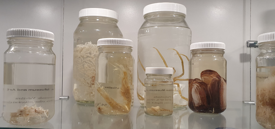 Assorted Antarctic Species - Tasmanian Museum and Art Gallery