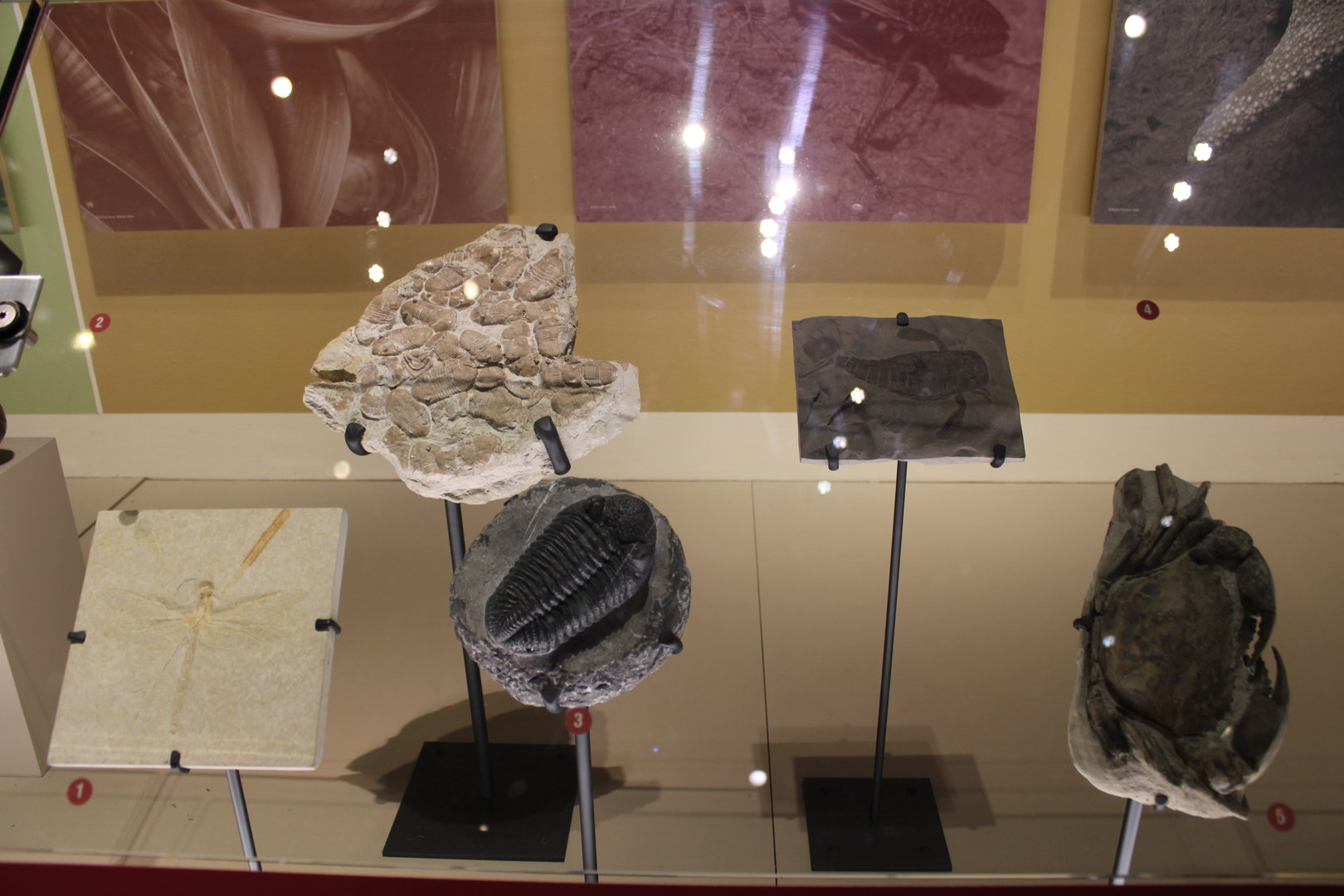 Assorted Arthropod Fossils